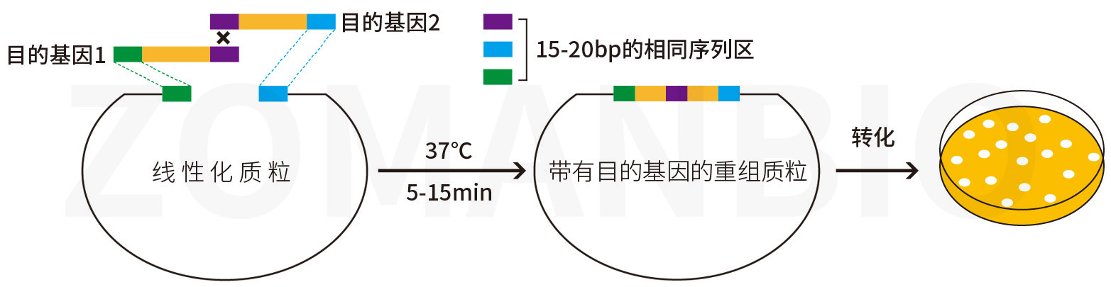 ZC231 無(wú)縫克隆示意圖10.jpg