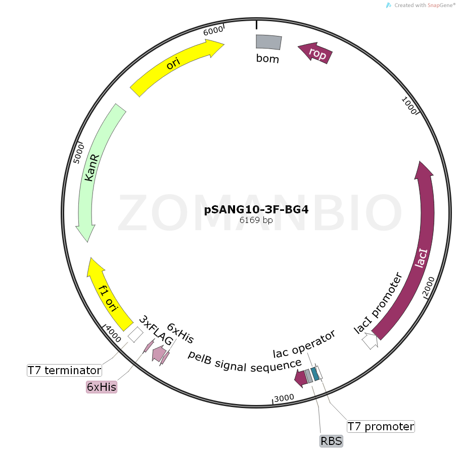 ZK2288 pSANG10-3F-BG4.png
