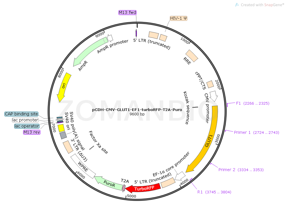 pCDH-CMV-GLUT1-EF1-turboRFP-T2A-Puro Map.png