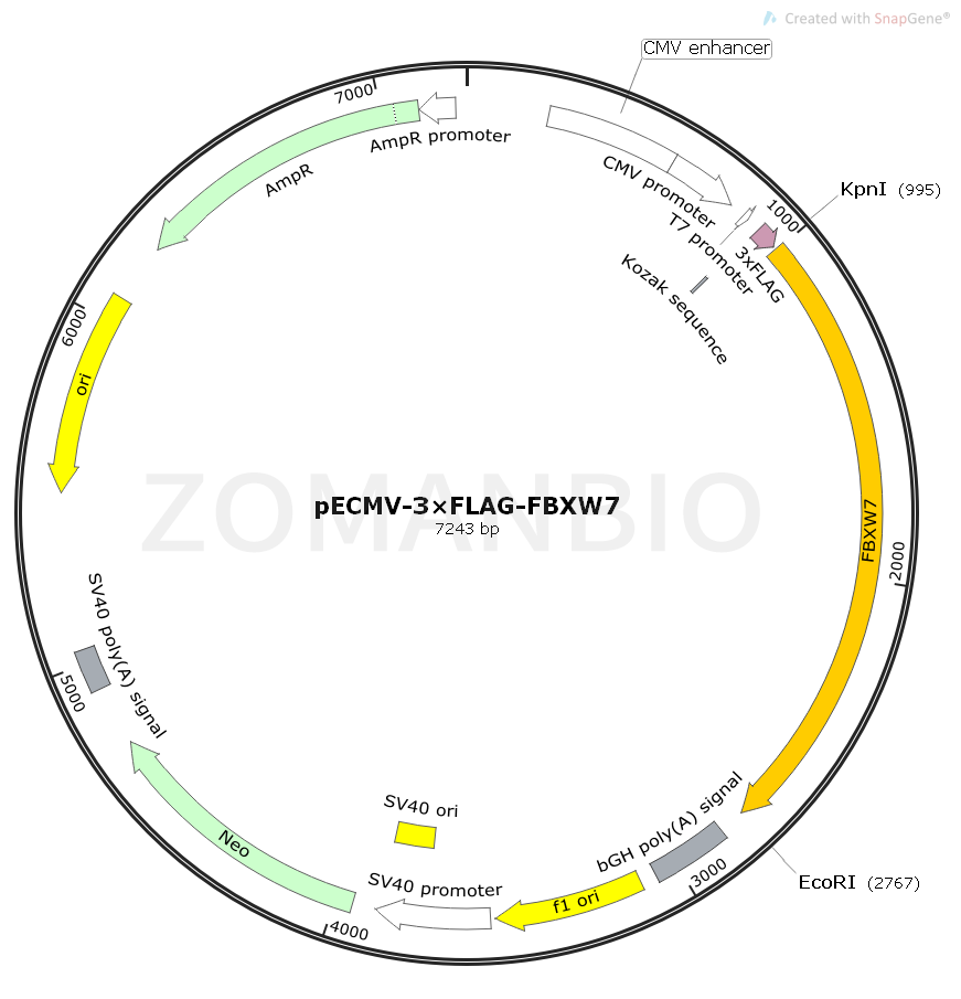 ZK2404 pECMV-3×Flag-FBXW7.png