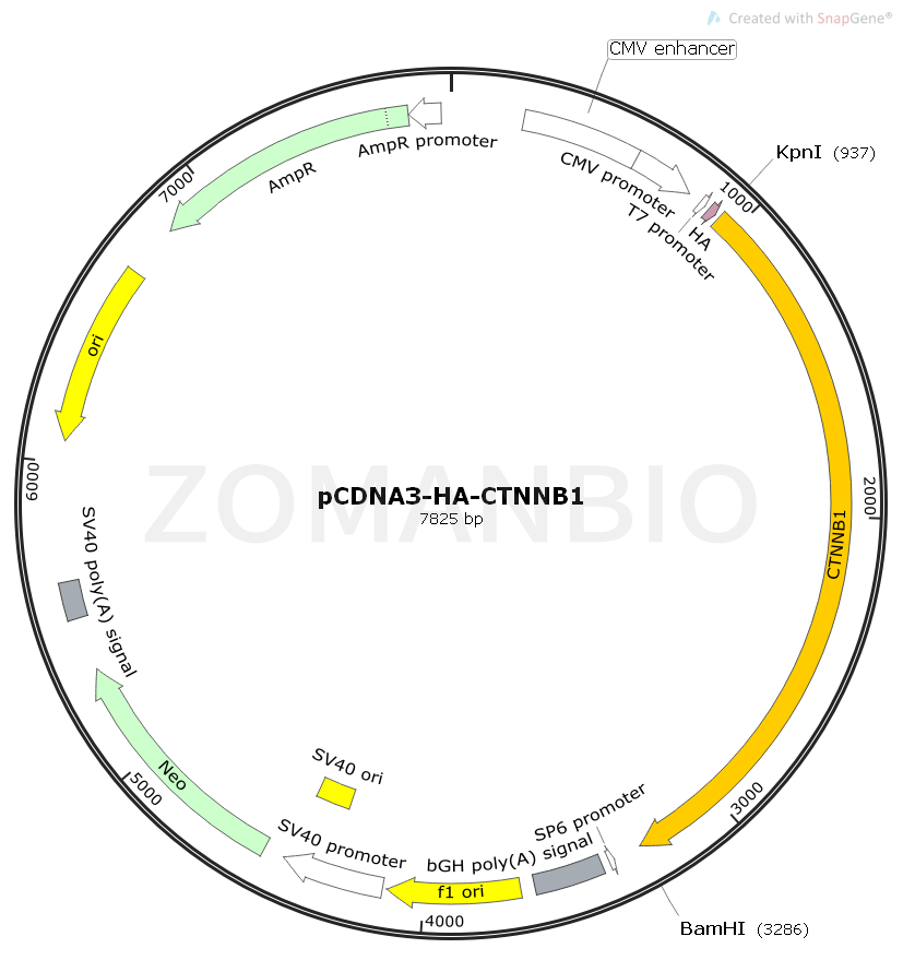 ZK2414 pCDNA3-HA-CTNNB1.png