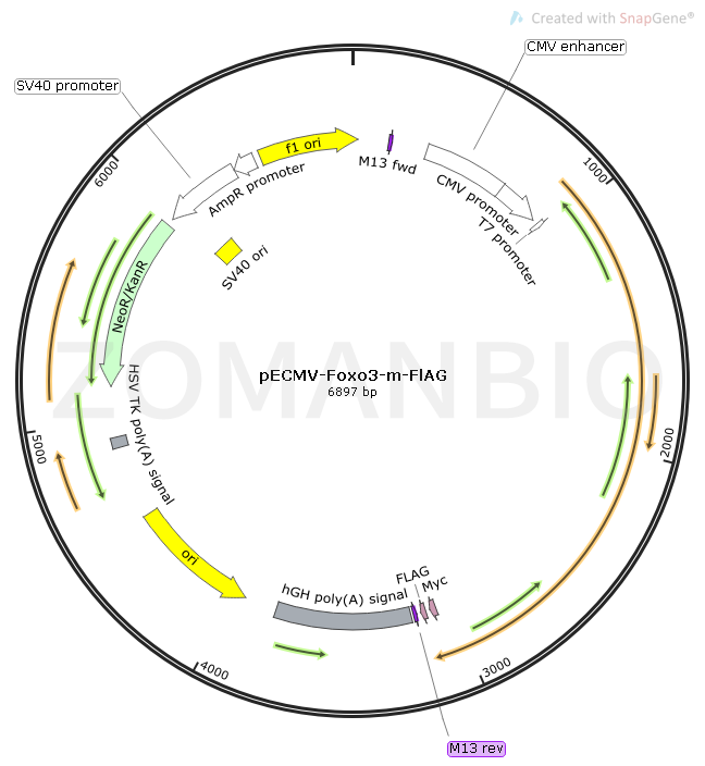 pECMV-Foxo3-m-FlAG Map.png