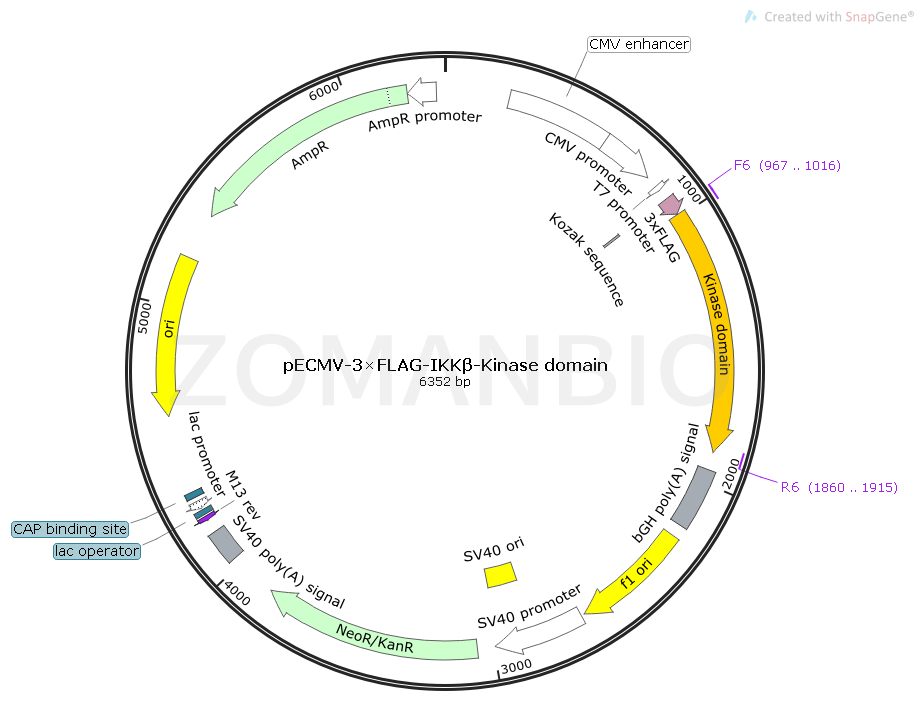 pECMV-3×FLAG-IKKβ-Kinase domain Map.png