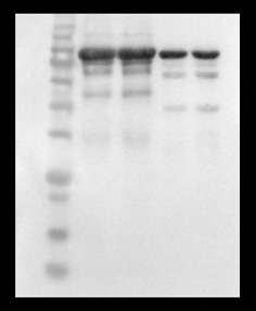 ZS404A 無(wú)蛋白快速封閉液 改圖.jpg